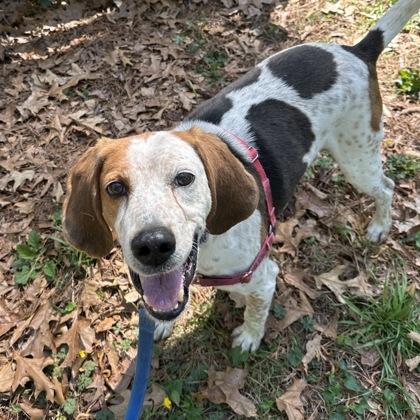 Enlarge Snickerdoodle, a Adoptable mixed breed in Richmond, VA image 3/3