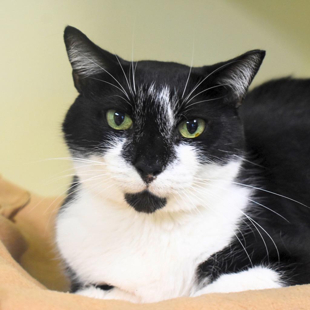 KiKi, Adoptable, Young Male Domestic Short Hair.