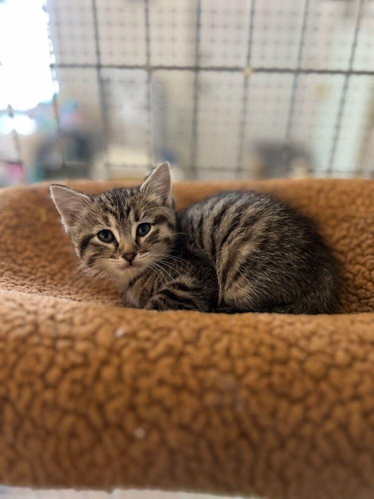 Loto, Adoptable, Kitten Female Domestic Short Hair.
