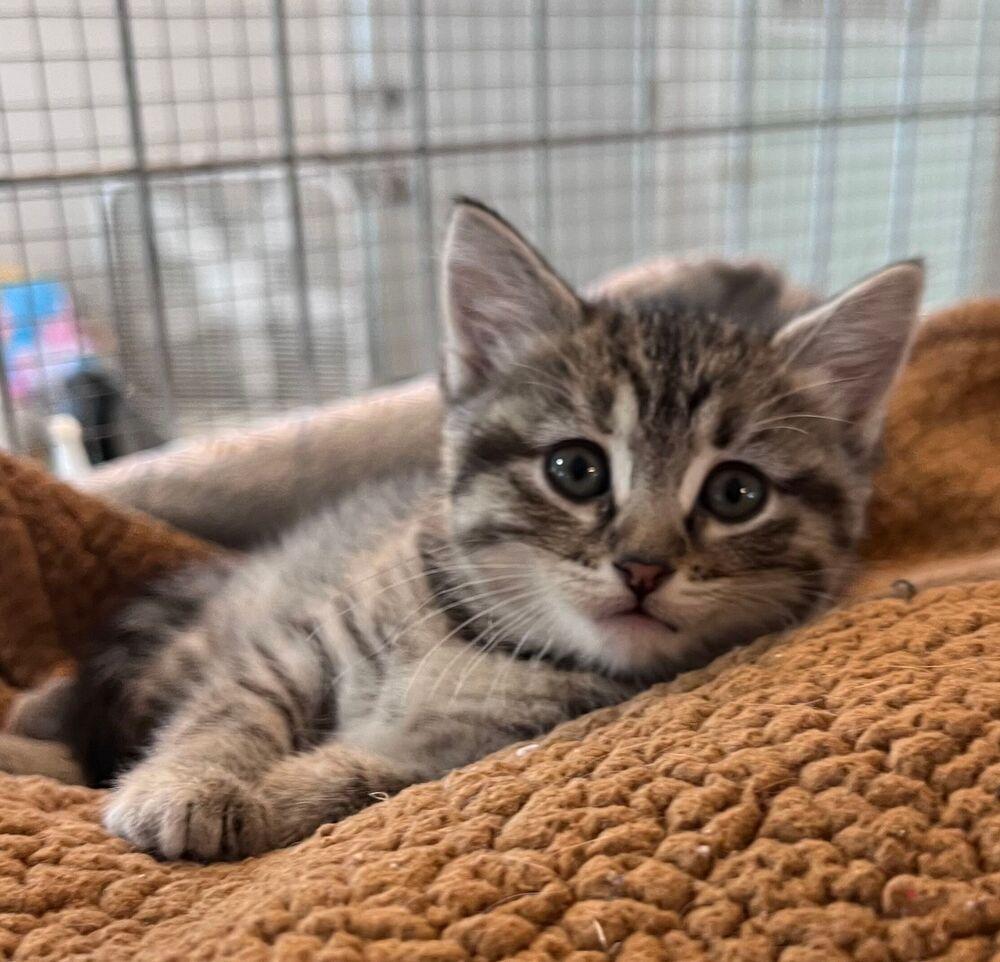 Enlarge Loto, a Adoptable Domestic Short Hair in McPherson, KS image 2/2
