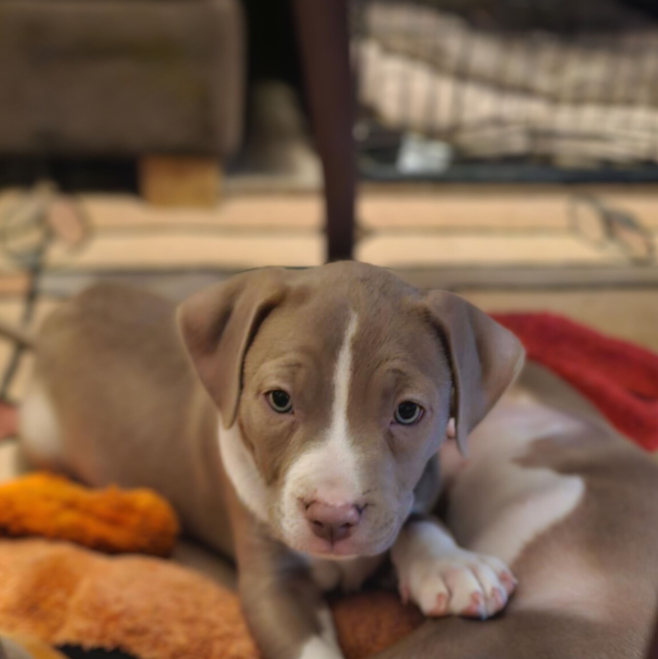 Dog for adoption Maya Angelou, a Pit Bull Terrier Mix in Salt Lake