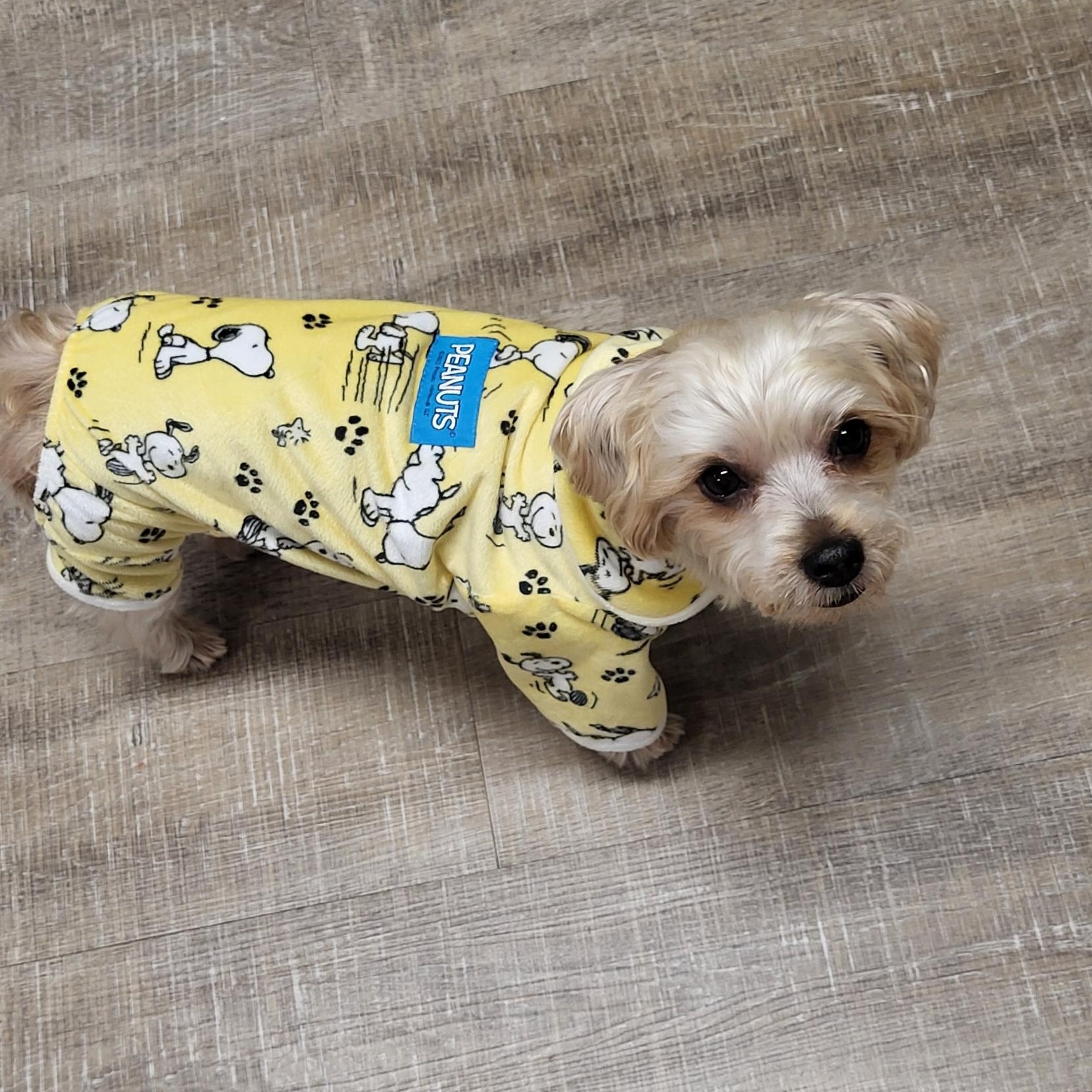 Sassy (SC), an adopted Morkie in Little River, SC image 3/3