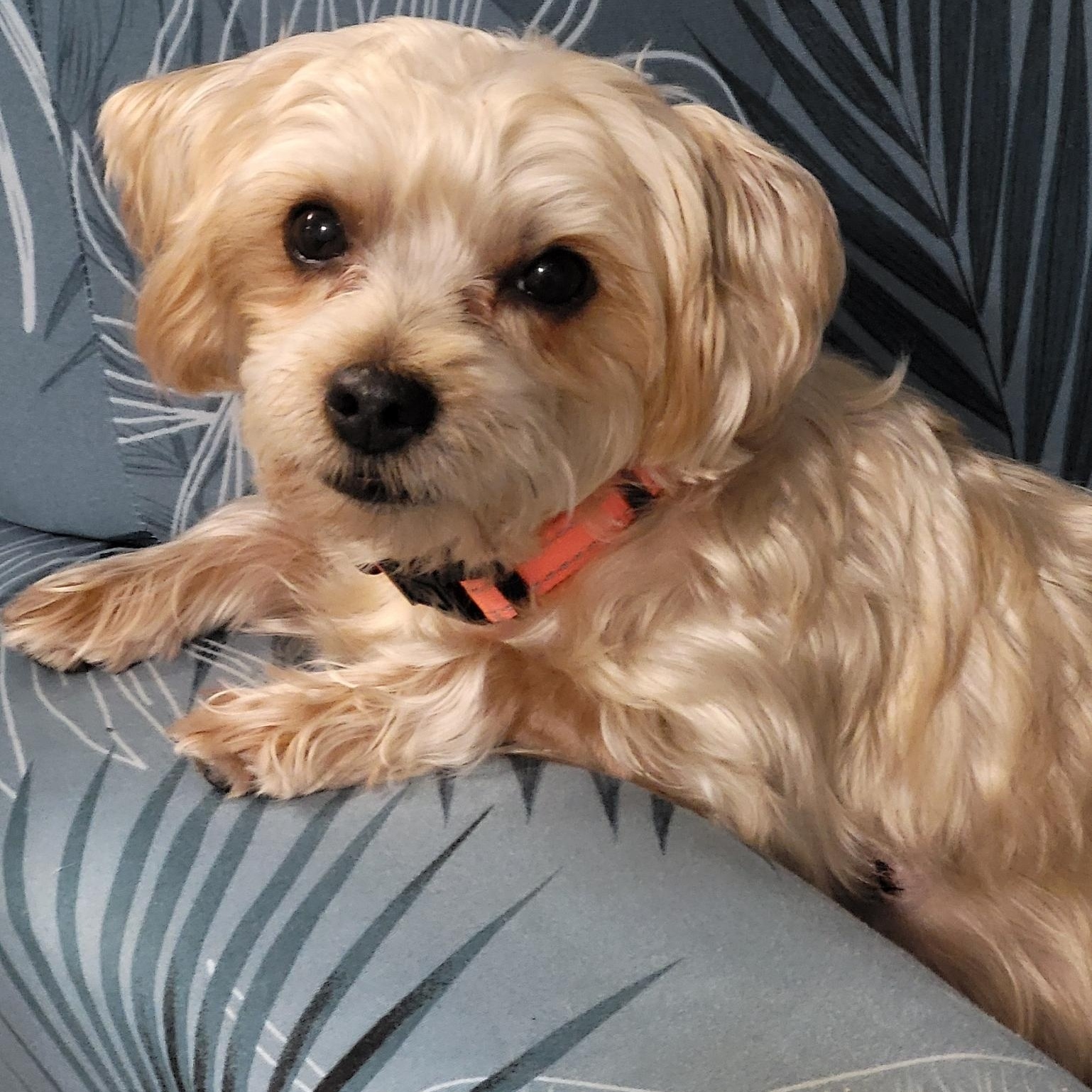 Sassy (SC), adopted, Adult Female Morkie.