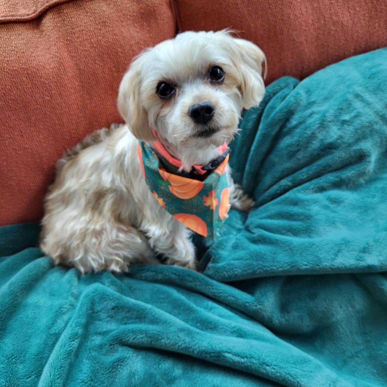 Sassy (SC), an adopted Morkie in Little River, SC image 2/3