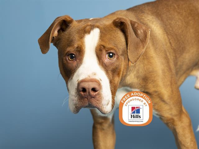 Enlarge CHILO, a Adoptable mixed breed in Phoenix, AZ image 1/1