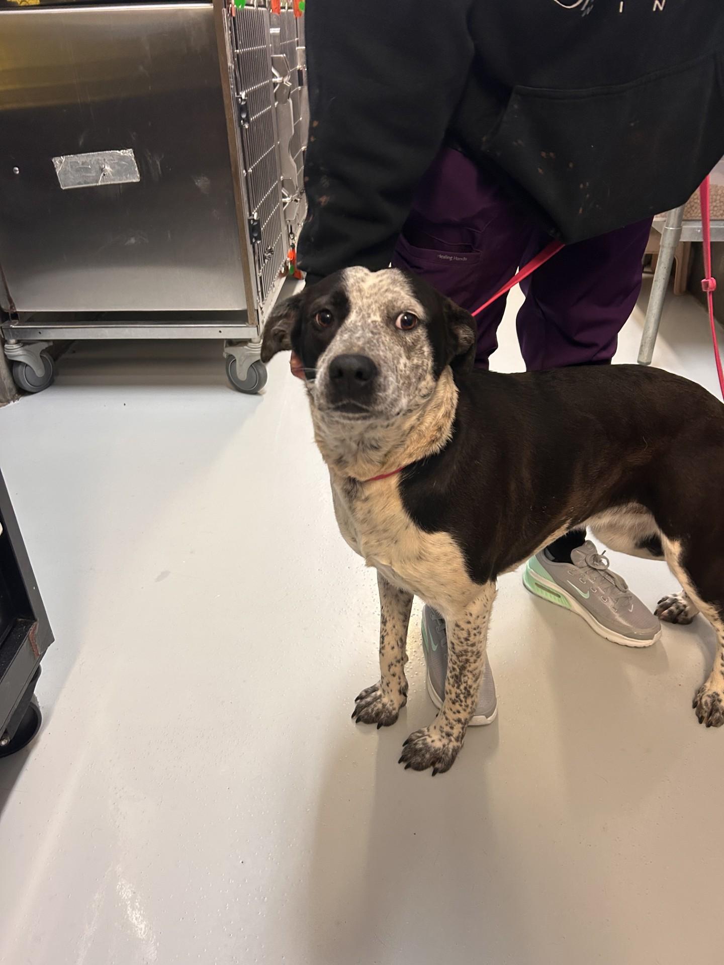 Enlarge Dot, an adopted Cattle Dog in Germanton, NC image 2/3