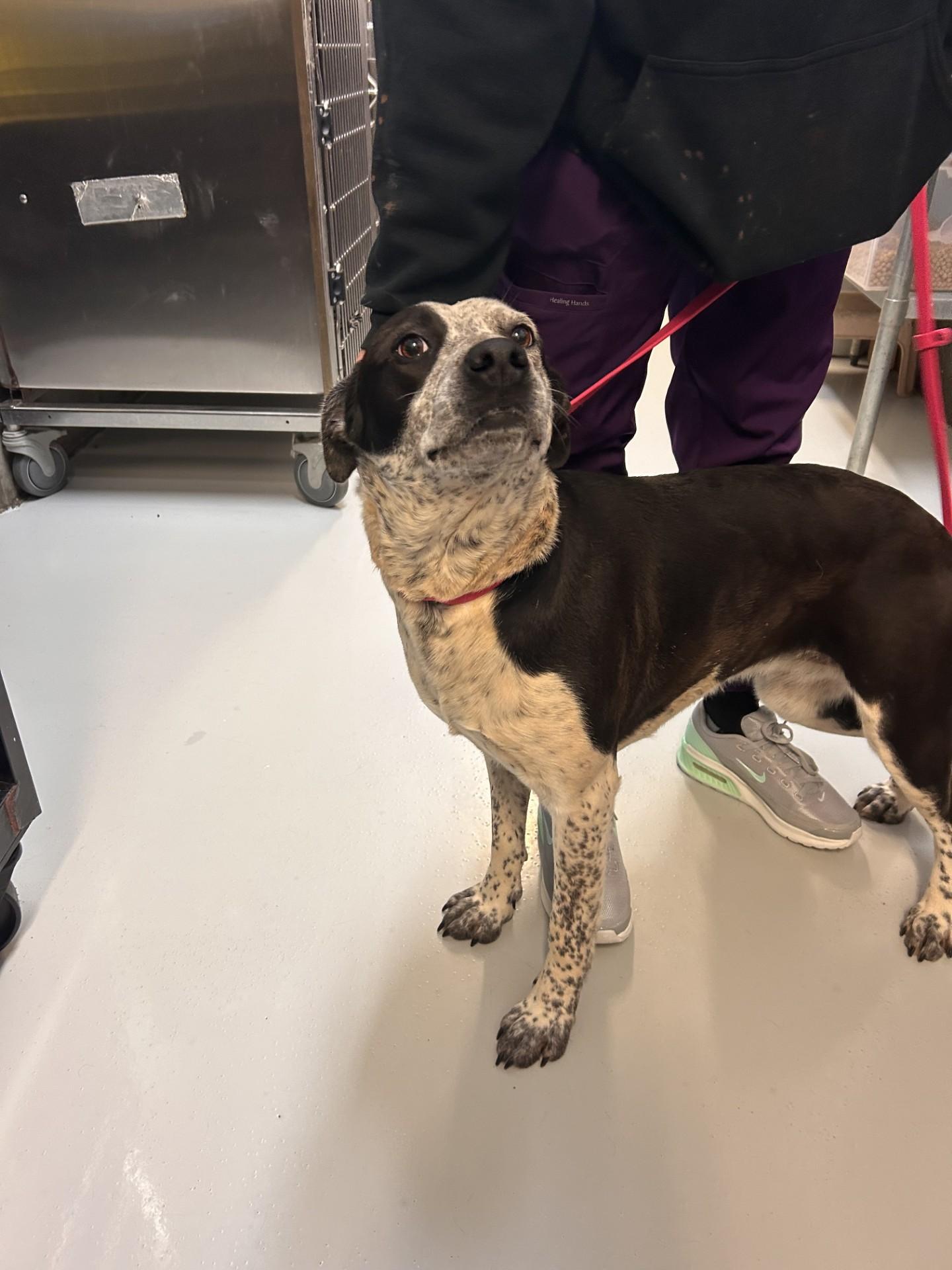 Dot, adopted, Adult Female Cattle Dog.