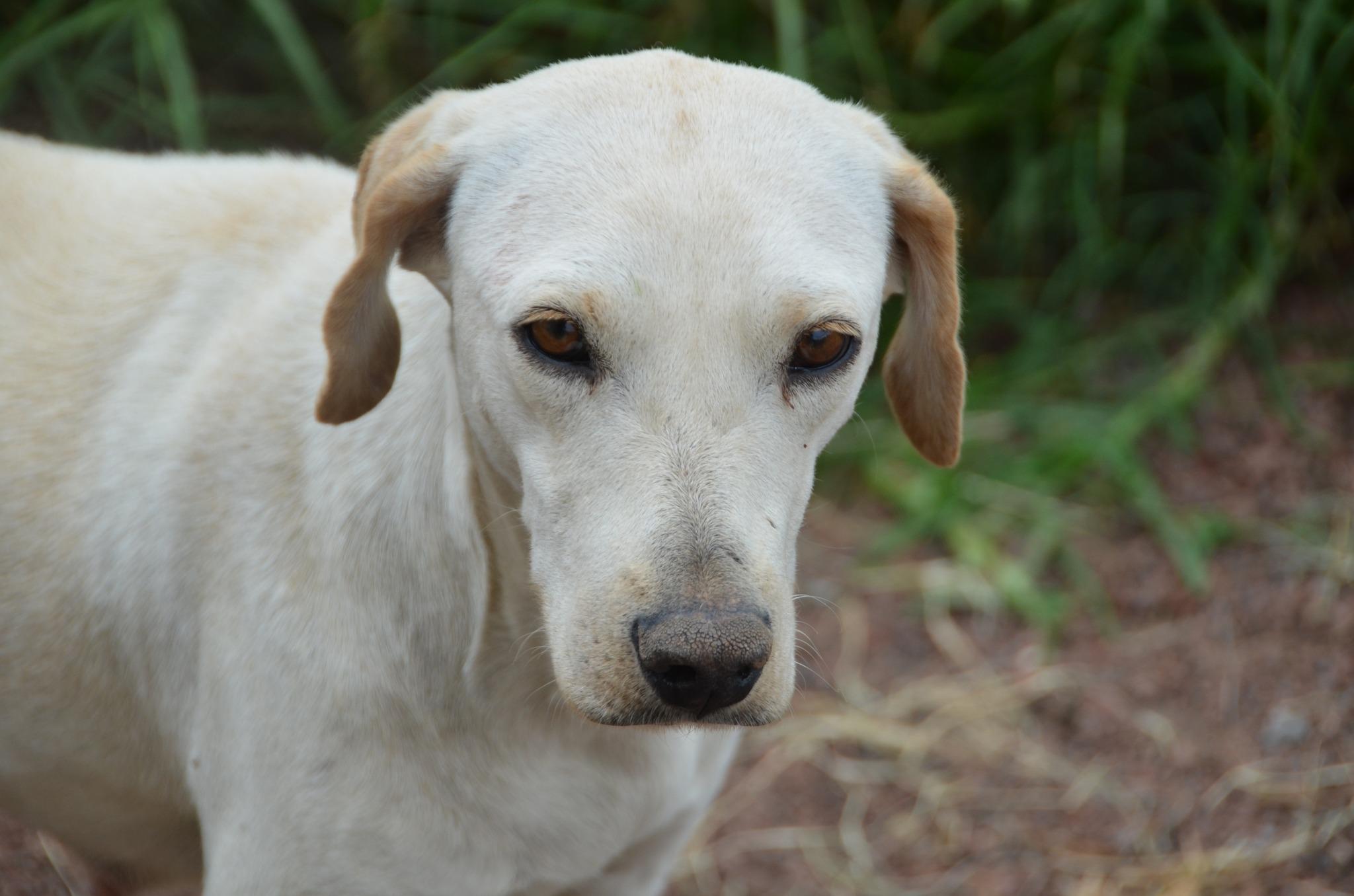 Suni, a Adopted Mixed Breed in London, ON image 1/3