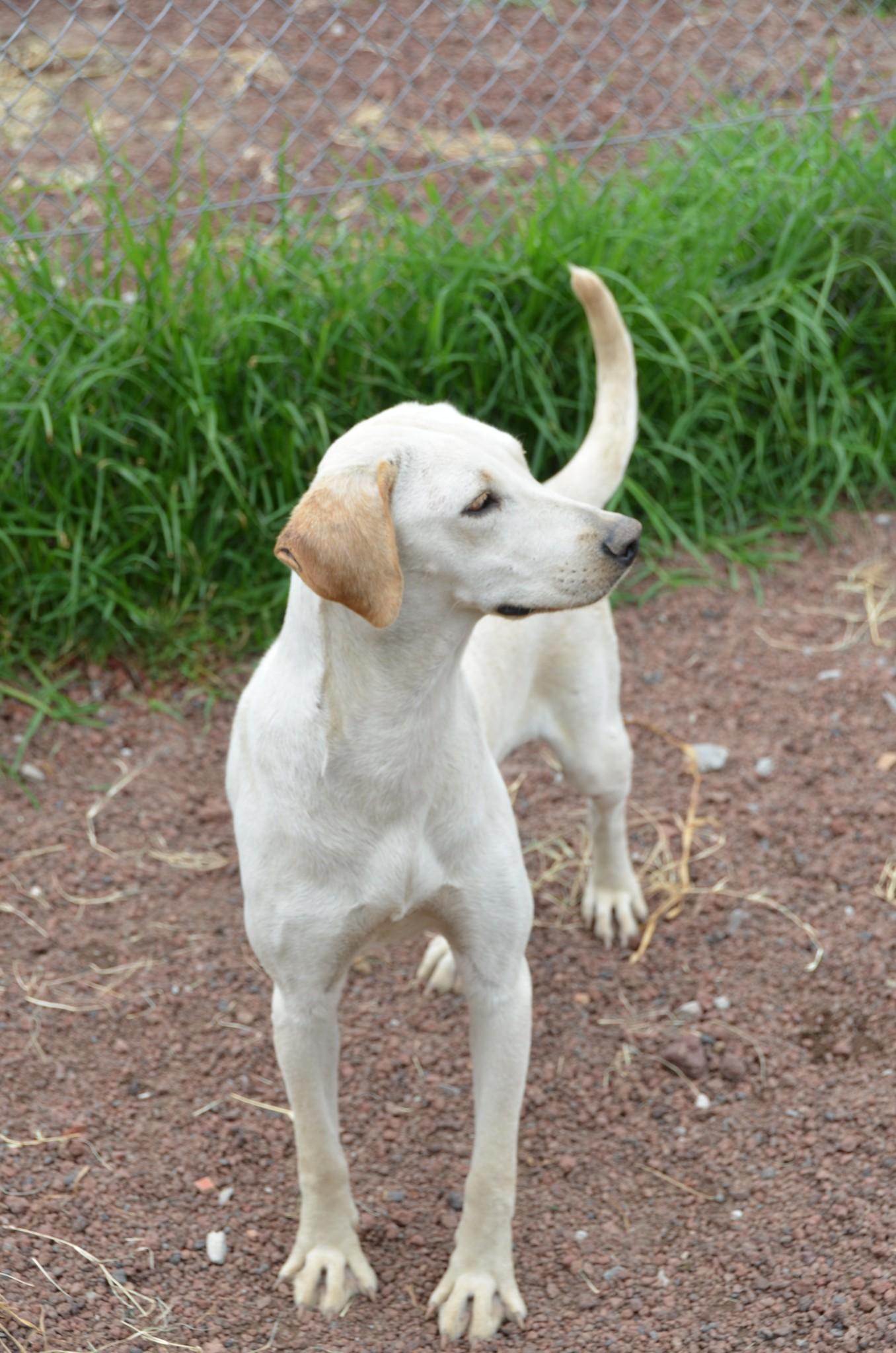 Suni, a Adopted Mixed Breed in London, ON image 2/3