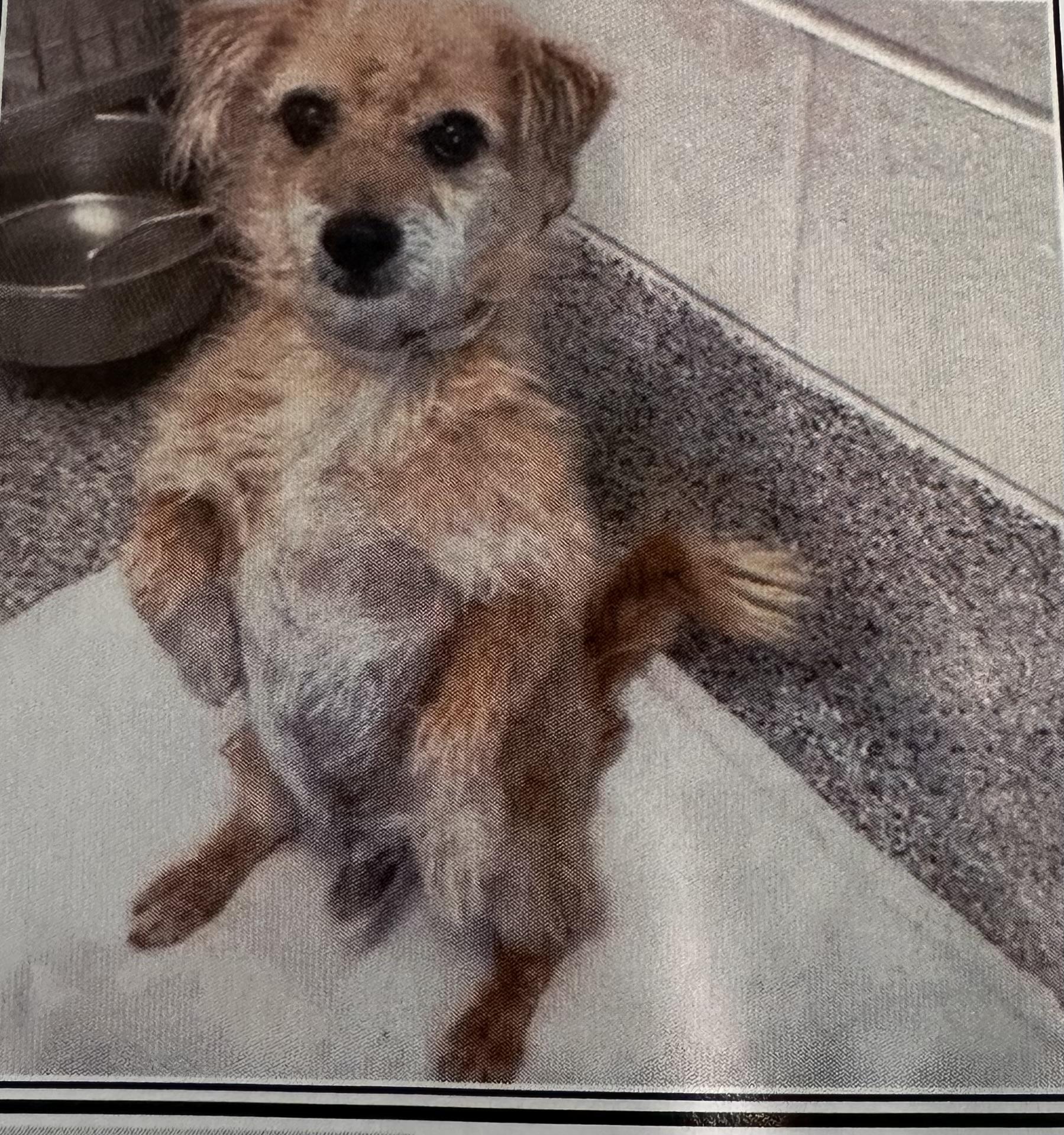 Enlarge Sprout, a Adoptable mixed breed in Portland, OR image 1/1