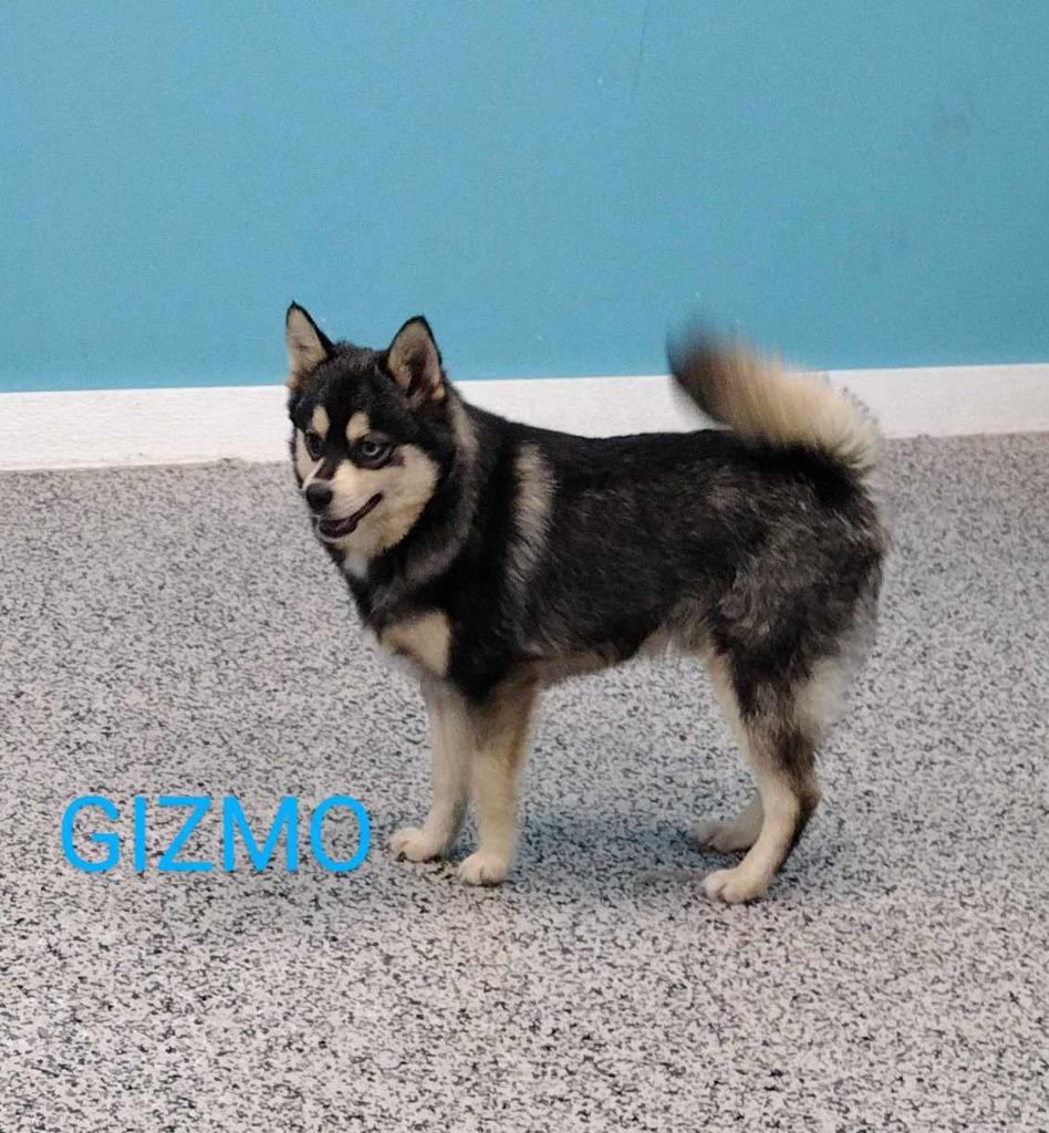Enlarge Gizmo, a Adopted mixed breed in Kendallville, IN image 1/1