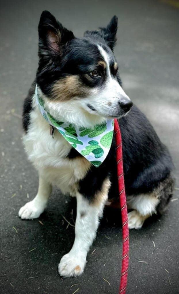 Dash photo 2