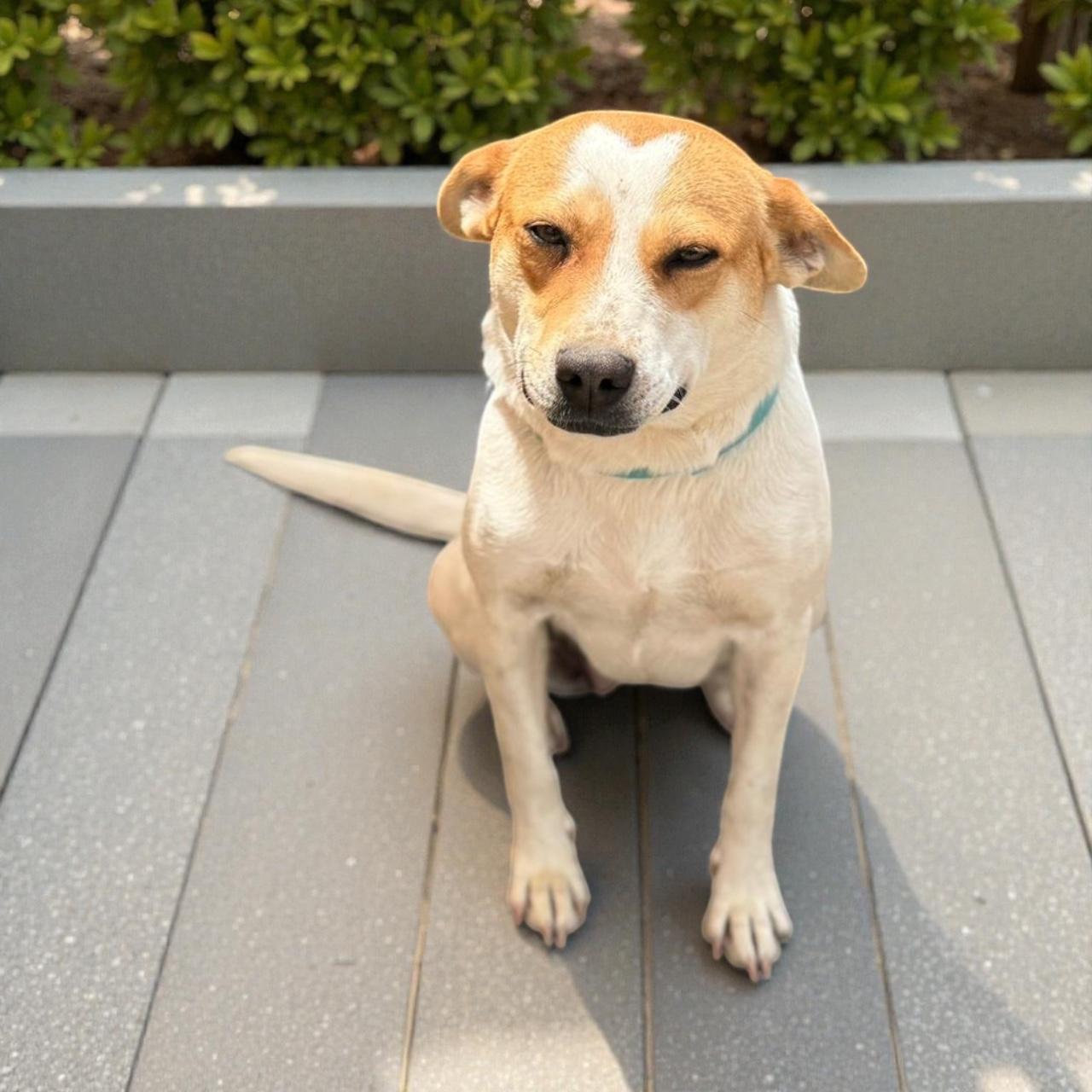 Enlarge Ariel, a Adoptable mixed breed in San Diego, CA image 3/4