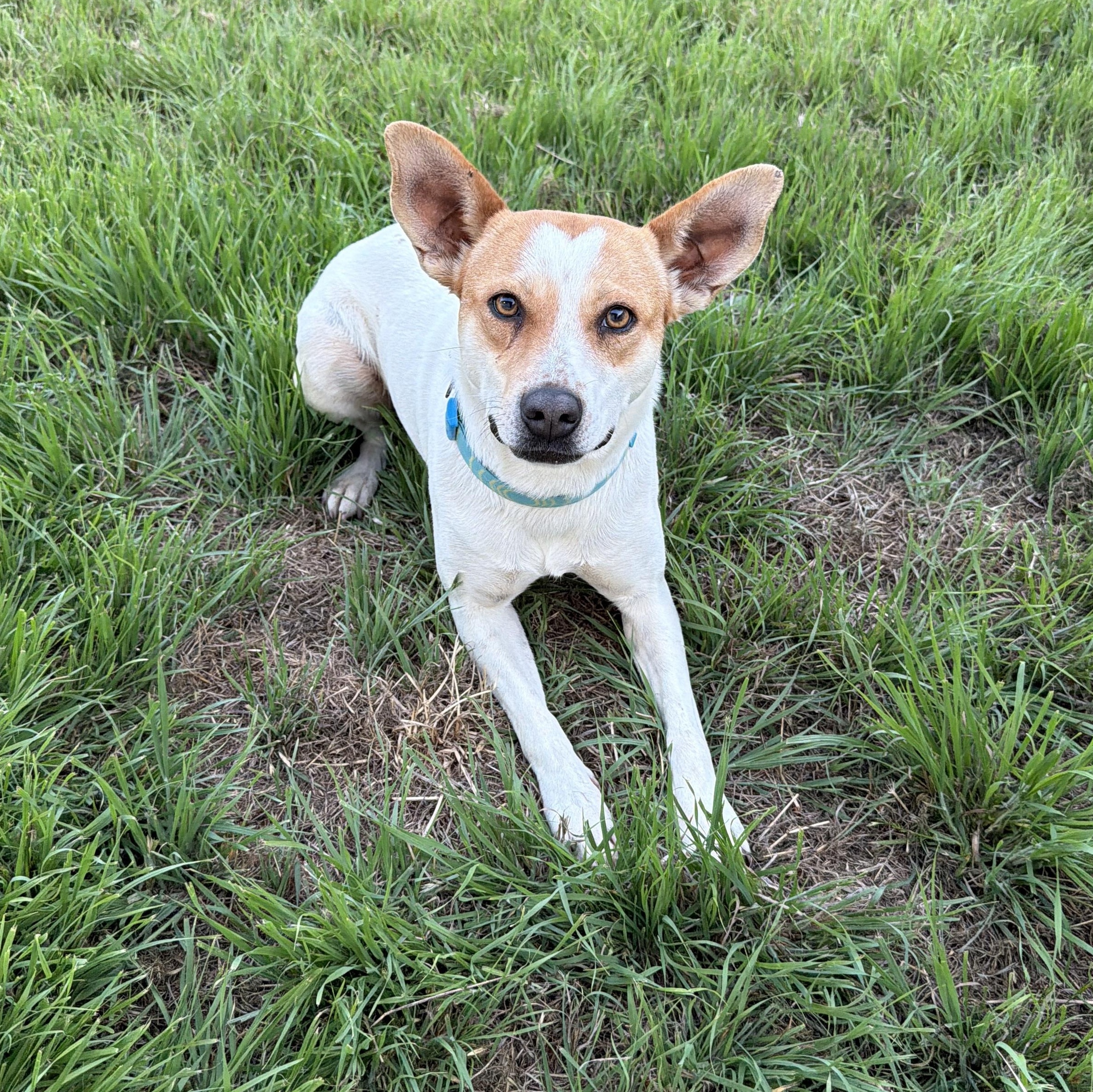 Ariel, Adoptable, Young Female Cattle Dog & Basenji.