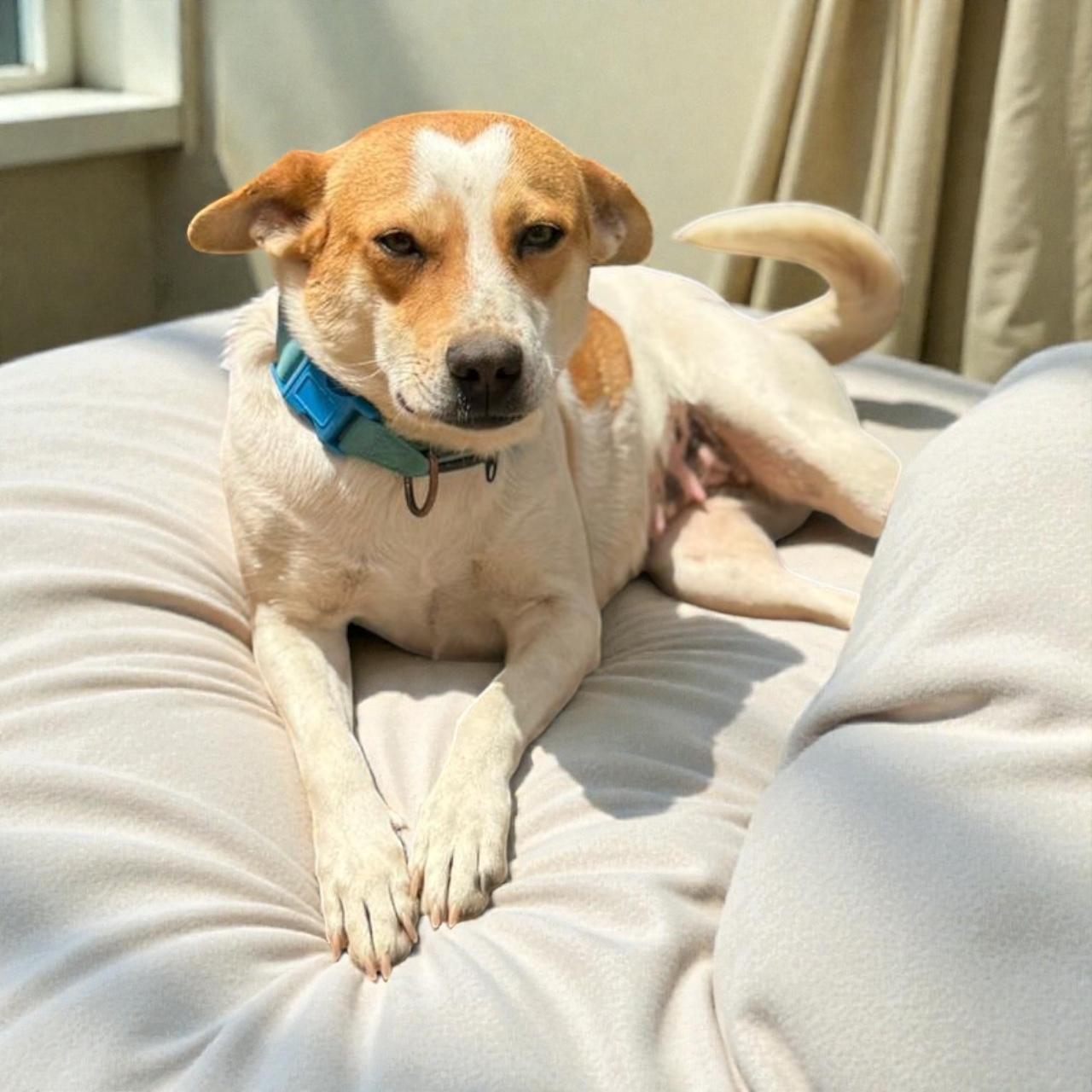 Enlarge Ariel, a Adoptable mixed breed in San Diego, CA image 4/4