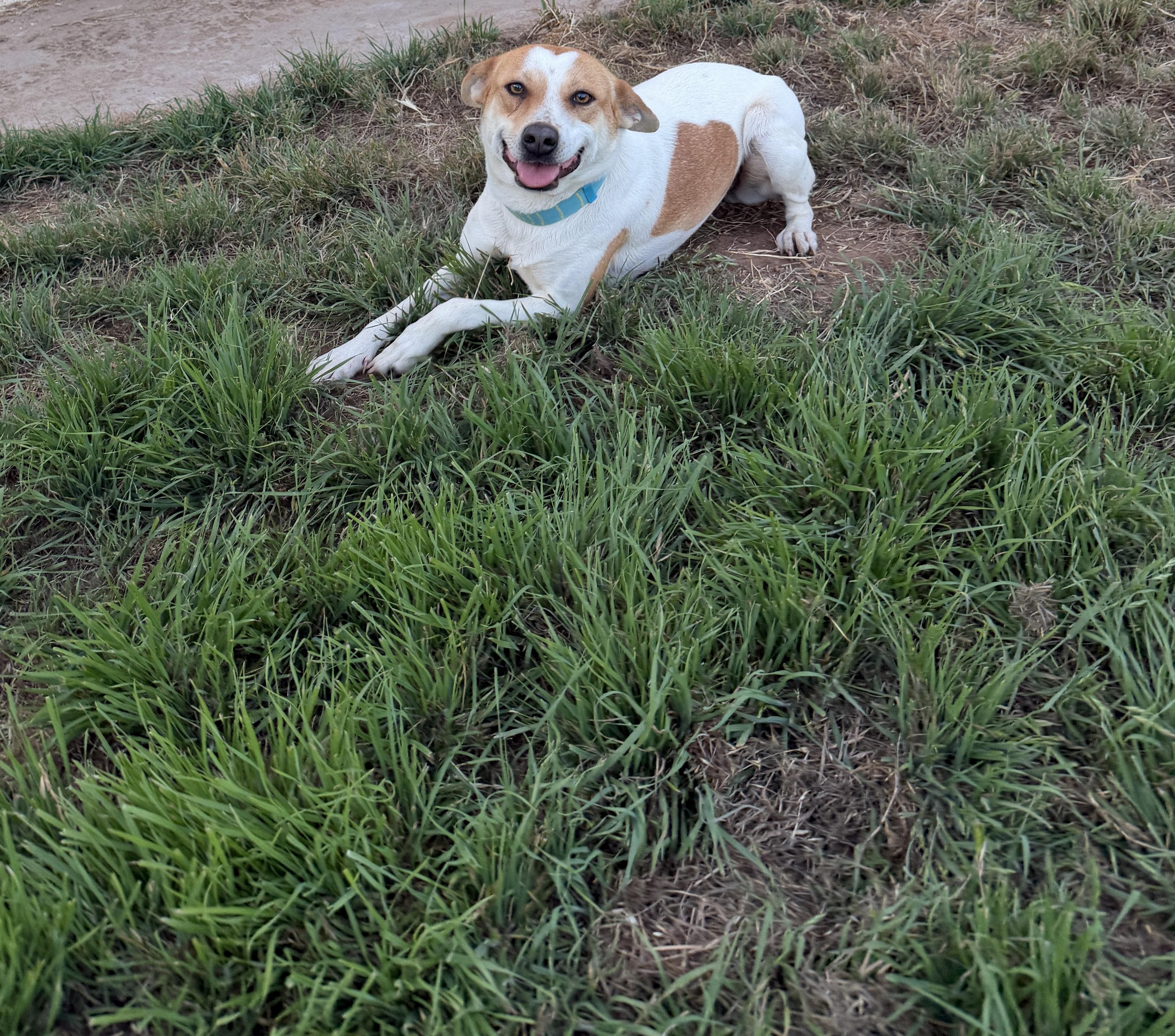 Enlarge Ariel, a Adoptable mixed breed in San Diego, CA image 2/4