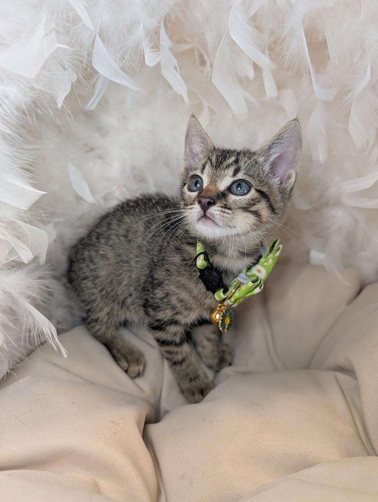 Enlarge Antonio, a Adoptable Domestic Short Hair in Fremont, CA image 1/6