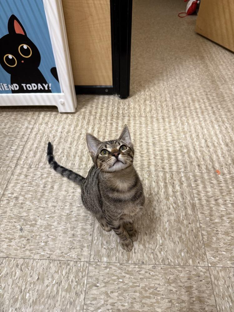 Enlarge Antonio, a Adoptable Domestic Short Hair in Fremont, CA image 2/6