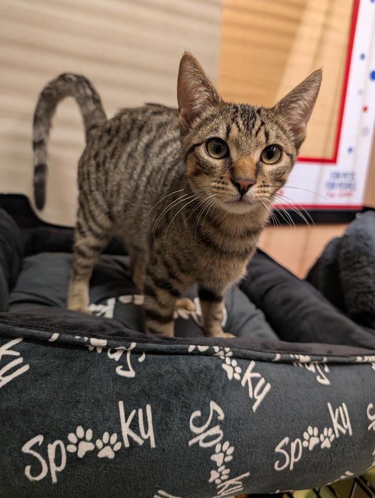 Enlarge Antonio, a Adoptable Domestic Short Hair in Fremont, CA image 3/6