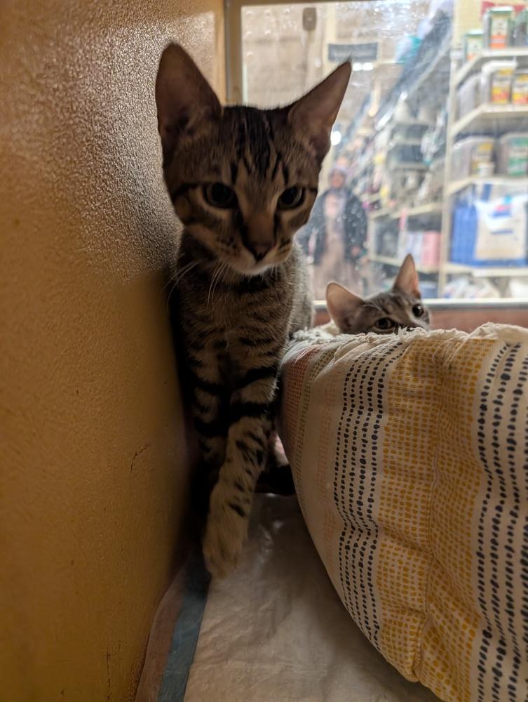 Enlarge Antonio, a Adoptable Domestic Short Hair in Fremont, CA image 4/6