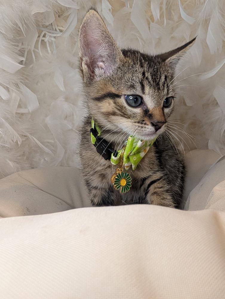 Enlarge Antonio, a Adoptable Domestic Short Hair in Fremont, CA image 5/6