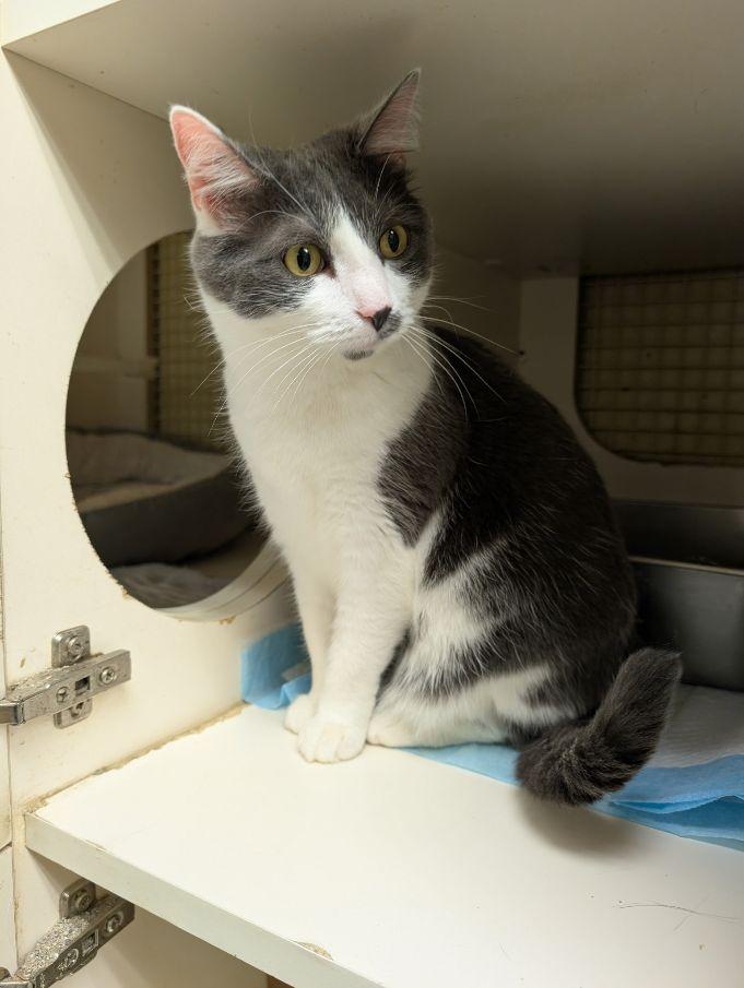 Enlarge Buddy & Abby, a ADOPTABLE Domestic Short Hair in Lake Orion, MI image 4/5