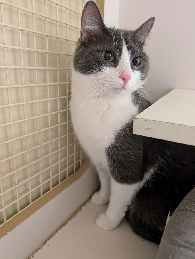 Enlarge Buddy & Abby, a ADOPTABLE Domestic Short Hair in Lake Orion, MI image 5/5