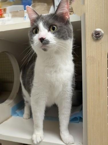 Enlarge Buddy & Abby, a ADOPTABLE Domestic Short Hair in Lake Orion, MI image 3/5