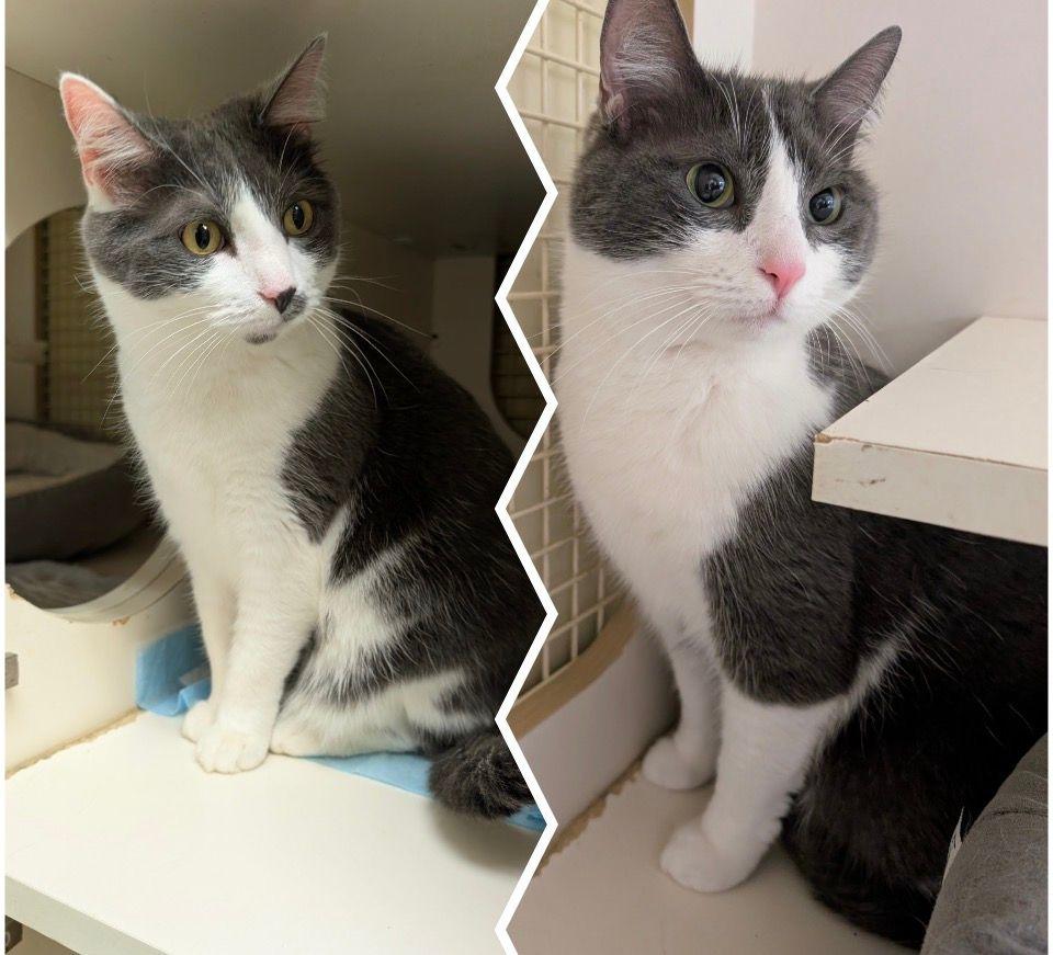 Enlarge Buddy & Abby, a ADOPTABLE Domestic Short Hair in Lake Orion, MI image 1/5