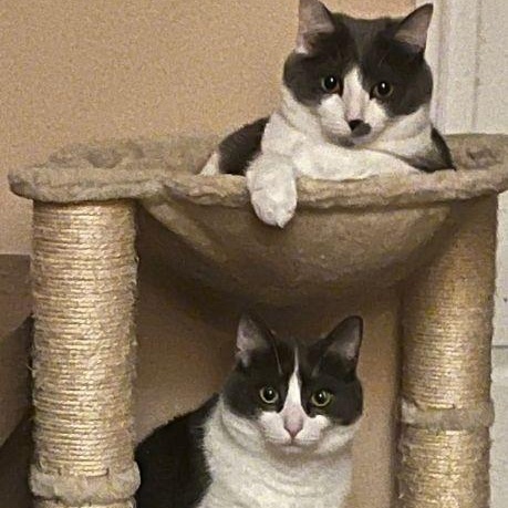 Enlarge Buddy & Abby, a ADOPTABLE Domestic Short Hair in Lake Orion, MI image 2/5