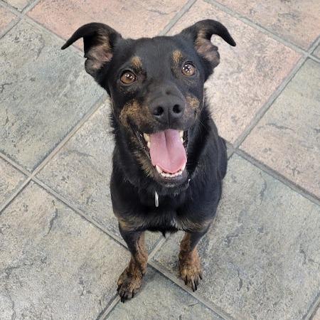 Enlarge Axel, a Adoptable Mixed Breed in Grand Island, NE image 1/1