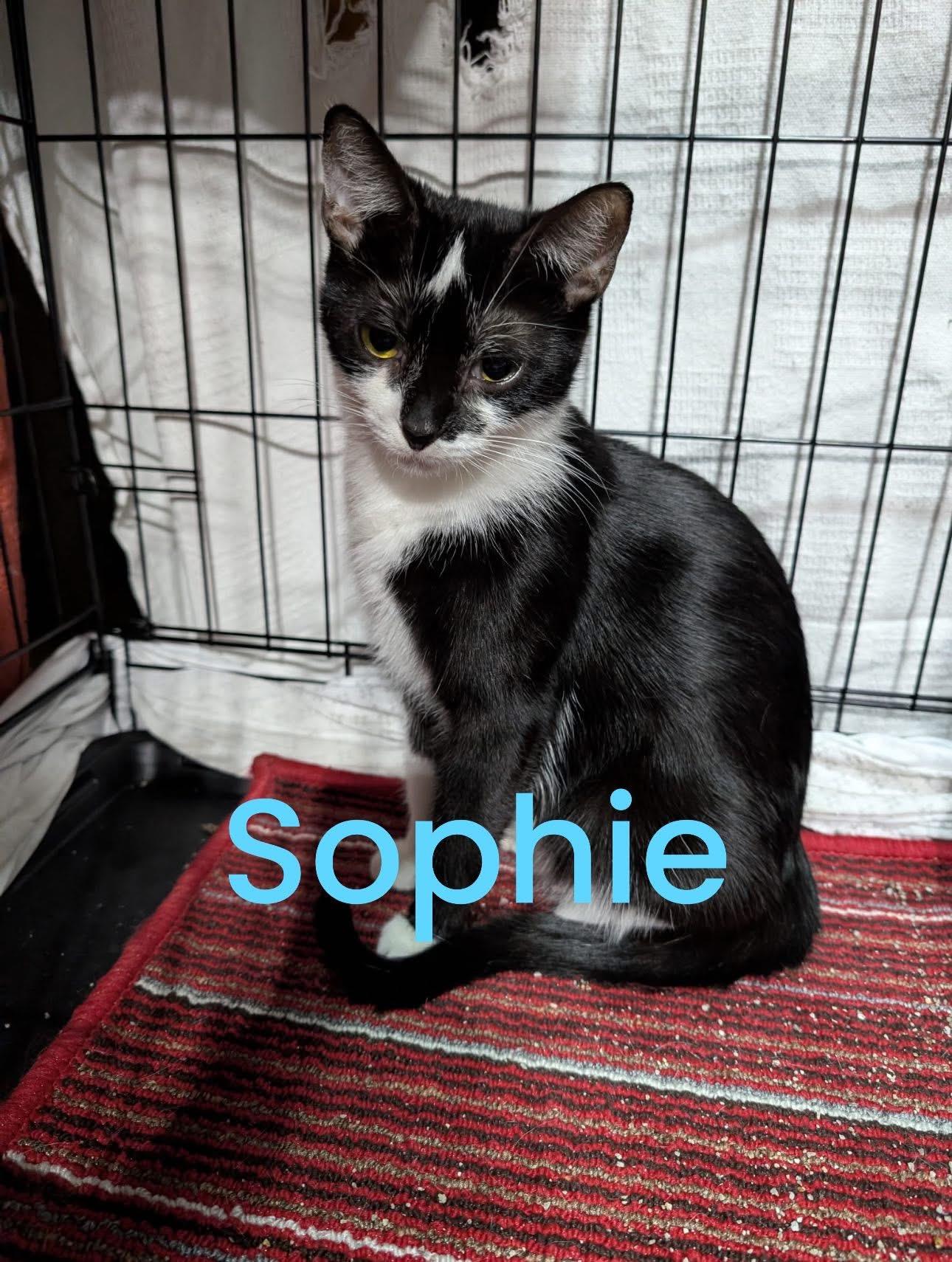 Sophie thumbnail 4