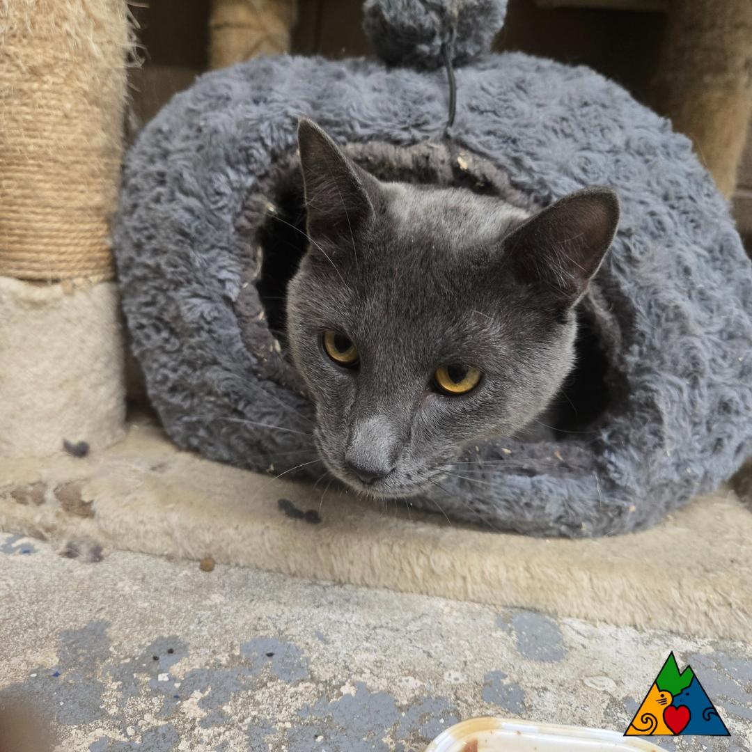 Sherlock Holmes, an adoptable Domestic Short Hair in Douglas, WY, 82633 | Photo Image 3