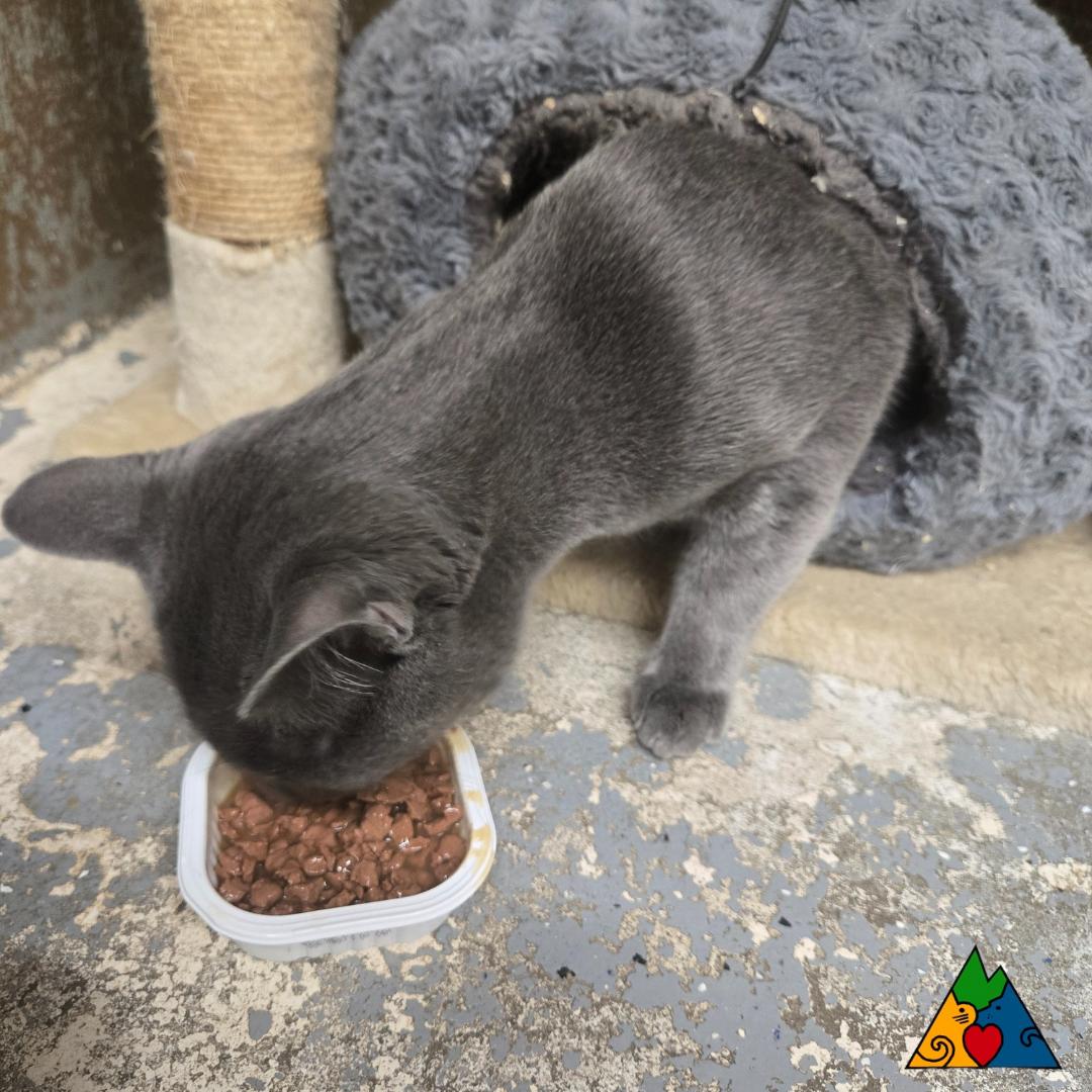 Sherlock Holmes, an adoptable Domestic Short Hair in Douglas, WY, 82633 | Photo Image 2