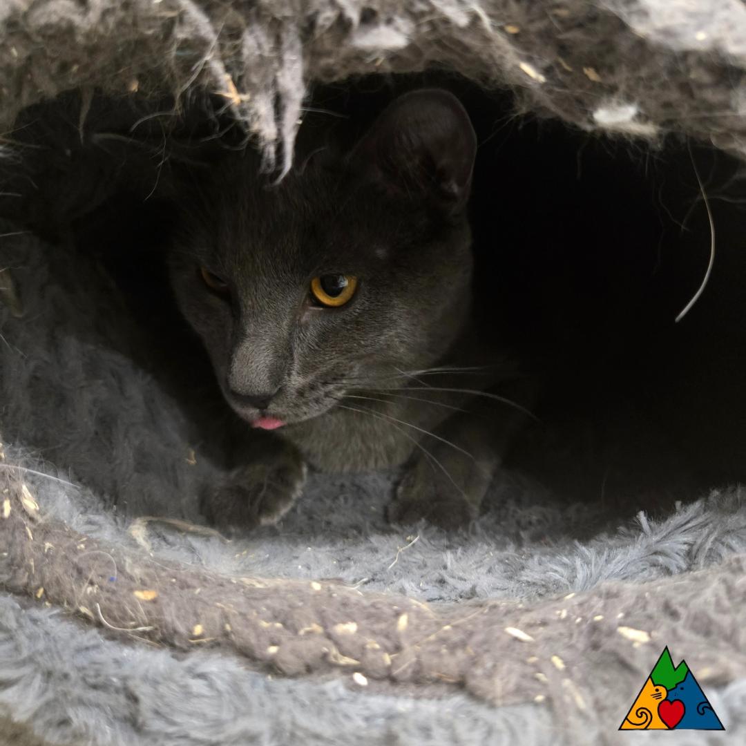 Sherlock Holmes, an adoptable Domestic Short Hair in Douglas, WY, 82633 | Photo Image 1