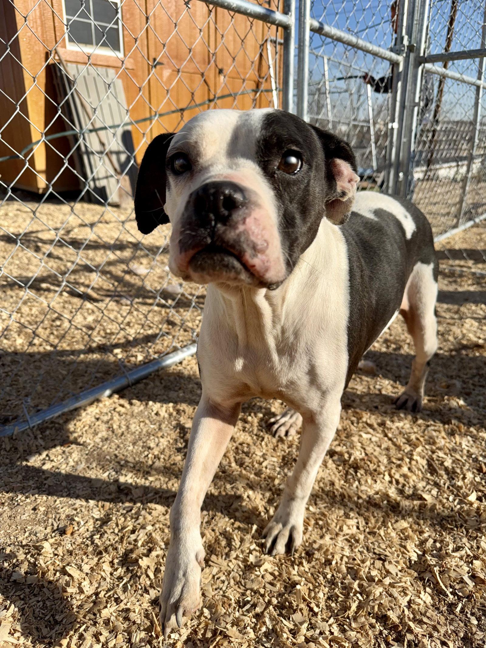 Cha-cha, Adopted, Adult Female Boxer.