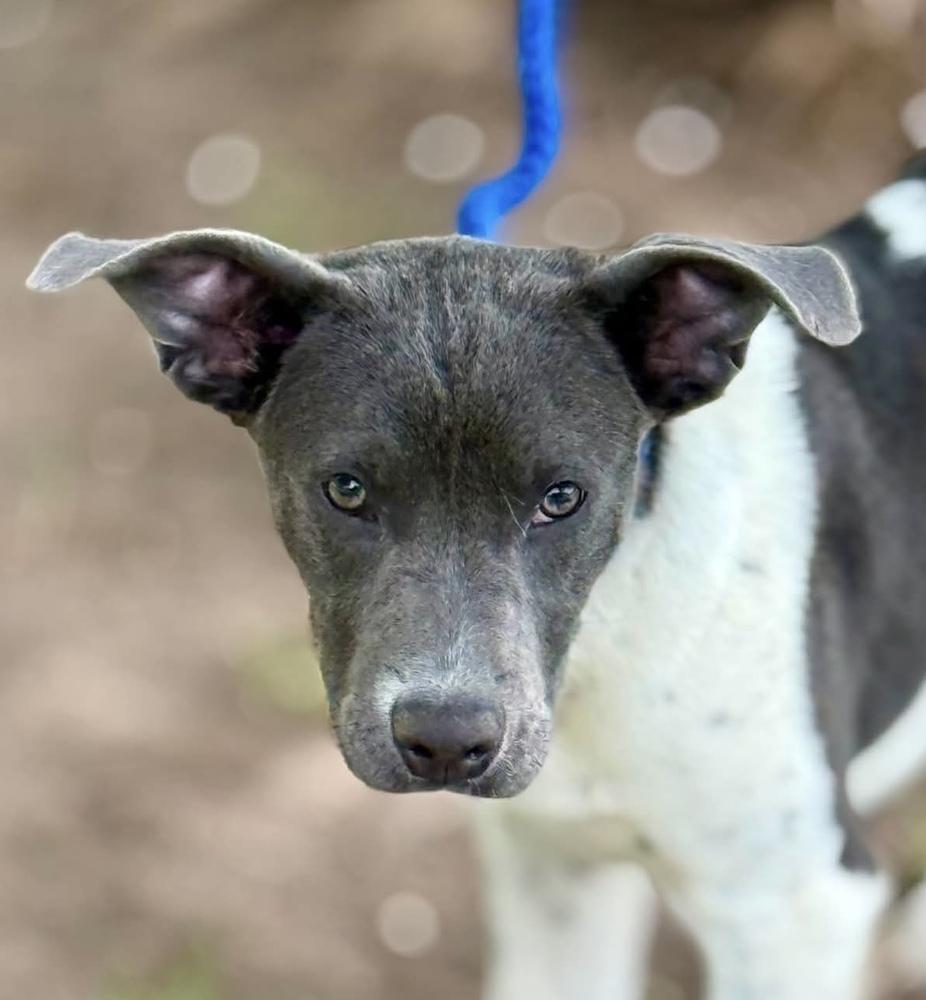 Barbie, a Adoptable mixed breed in Syracuse, NY image 4/5