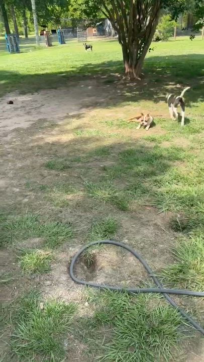 Enlarge Barbie, a Adoptable mixed breed in Syracuse, NY video 5/5