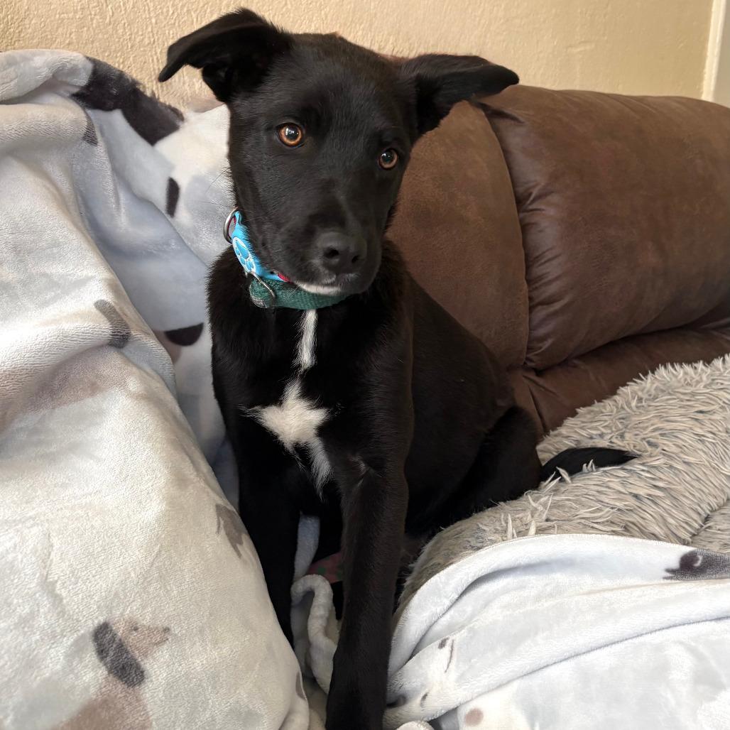 Santana, Adoptable, Young Male Mixed Breed.