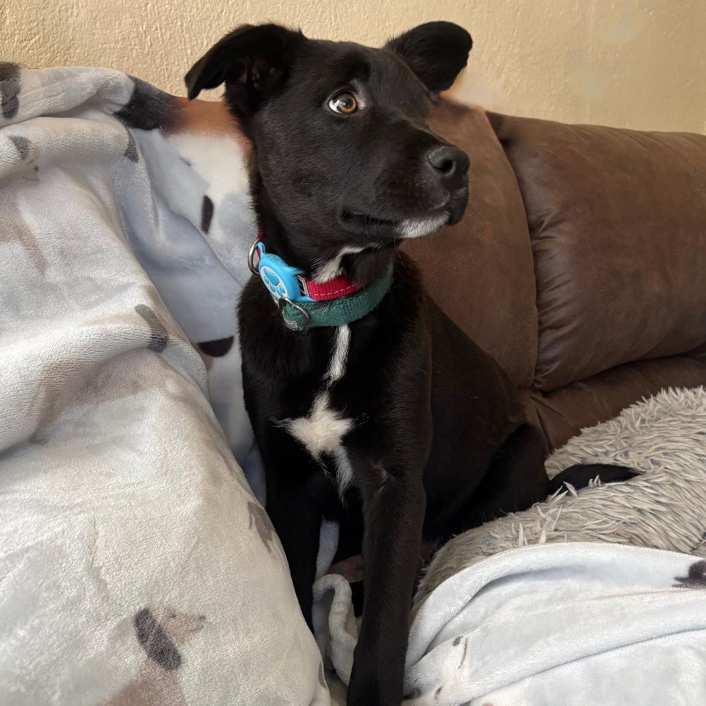 Enlarge Santana, a Adoptable Mixed Breed in TONASKET, WA image 3/6