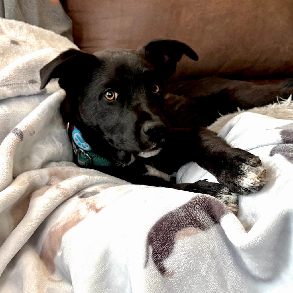 Enlarge Santana, a Adoptable Mixed Breed in TONASKET, WA image 4/6
