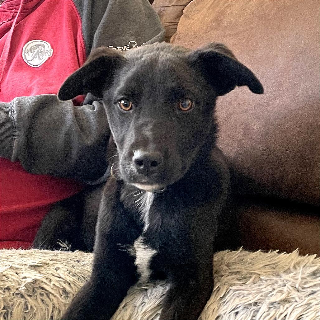 Enlarge Santana, a Adoptable Mixed Breed in TONASKET, WA image 5/6