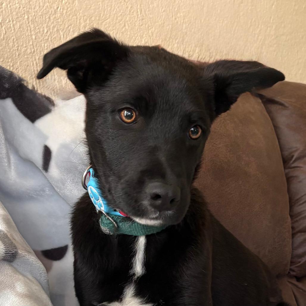 Enlarge Santana, a Adoptable Mixed Breed in TONASKET, WA image 6/6