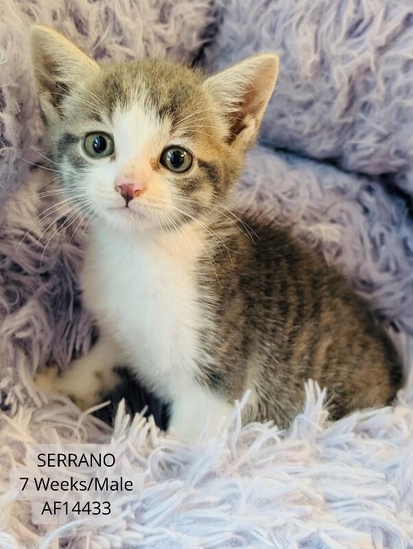 Serrano, Adoptable, Young Male Domestic Short Hair.