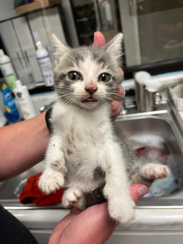 Enlarge Serrano, a Adoptable Domestic Short Hair in Supply, NC image 2/2