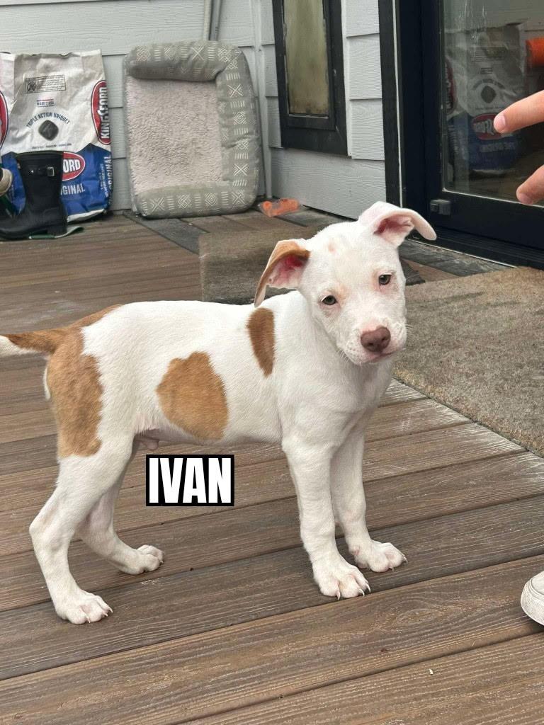 Ivan, adopted, Puppy Male Pit Bull Terrier.