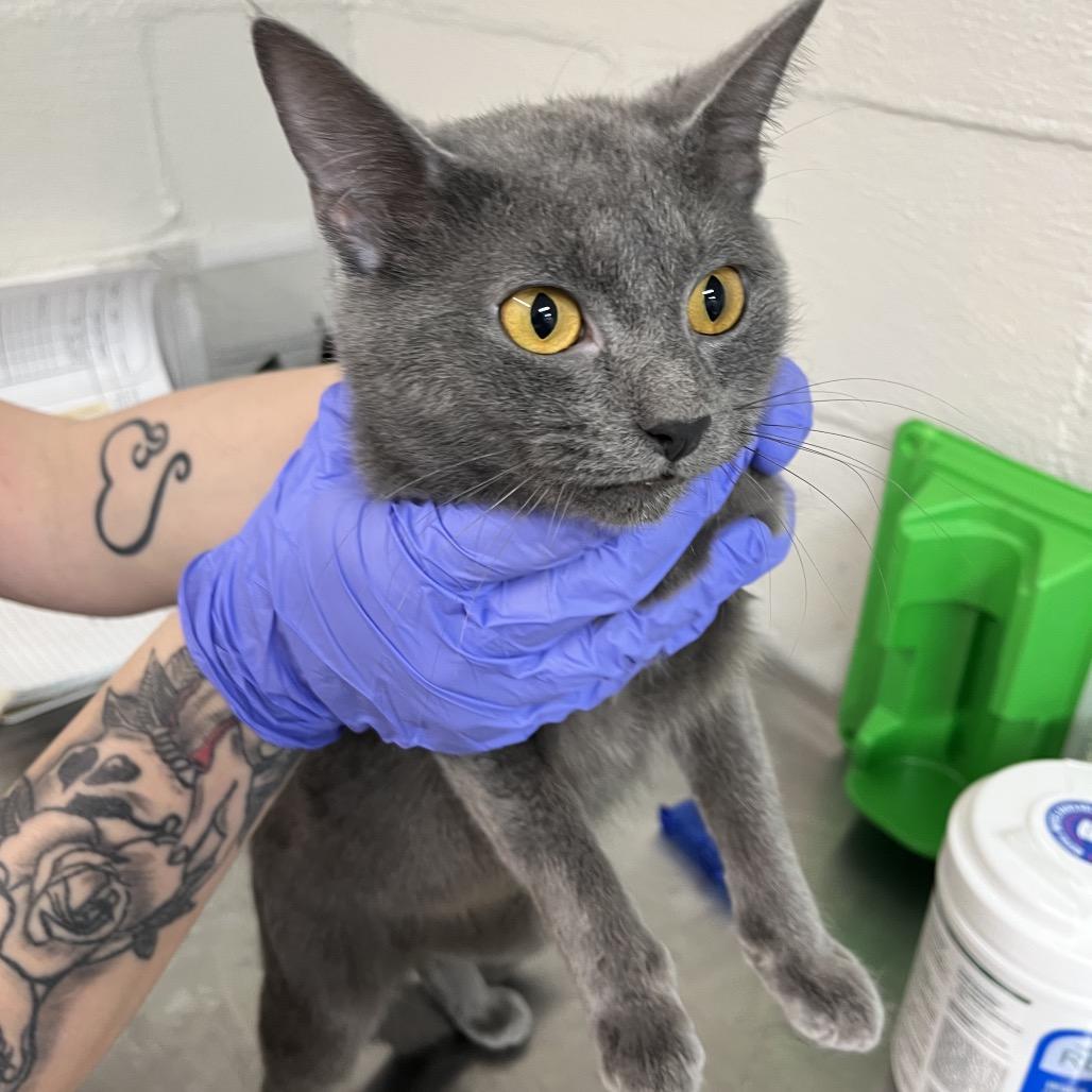 Kam, Adoptable, Young Female Domestic Short Hair.