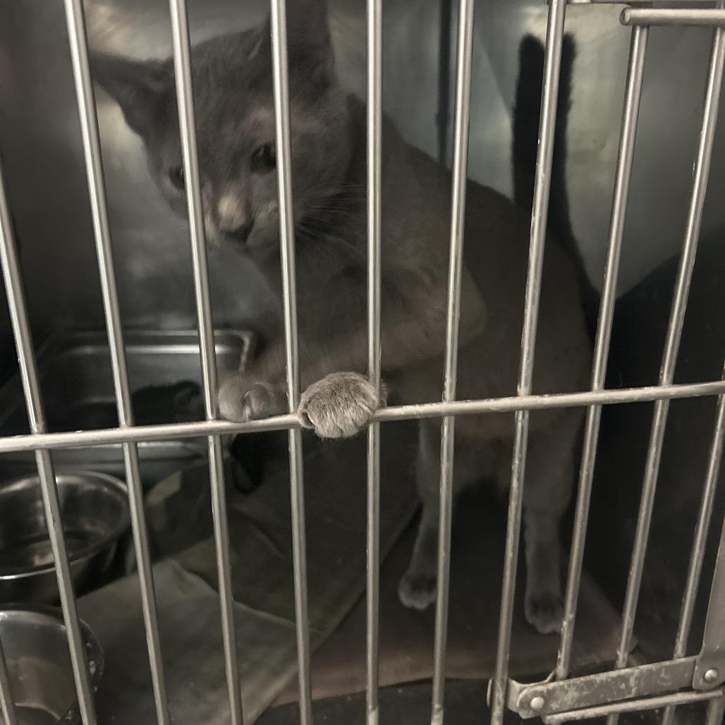 Enlarge Kam, a Adoptable Domestic Short Hair in Clanton, AL image 2/2