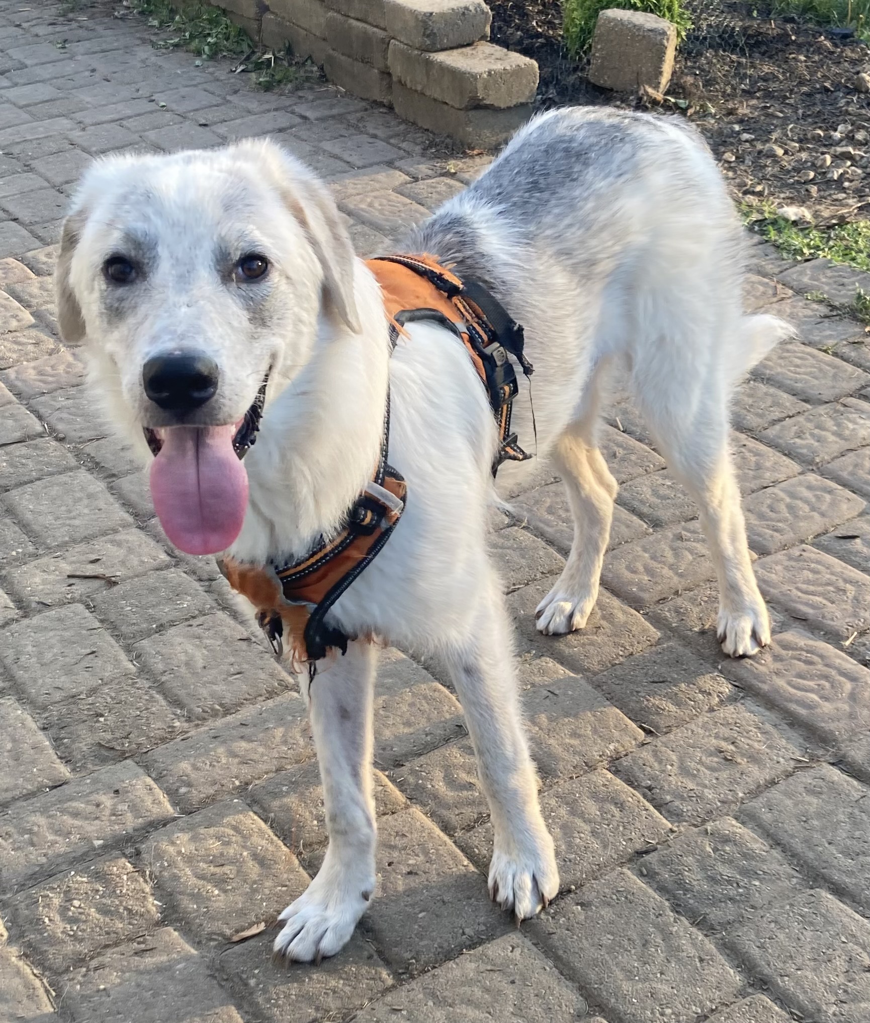 Leo - Maremma Mix - Foster Needed - Juvenile - Cuddler & Snuggler, a Adoptable mixed breed in Indianapolis, IN image 4/6