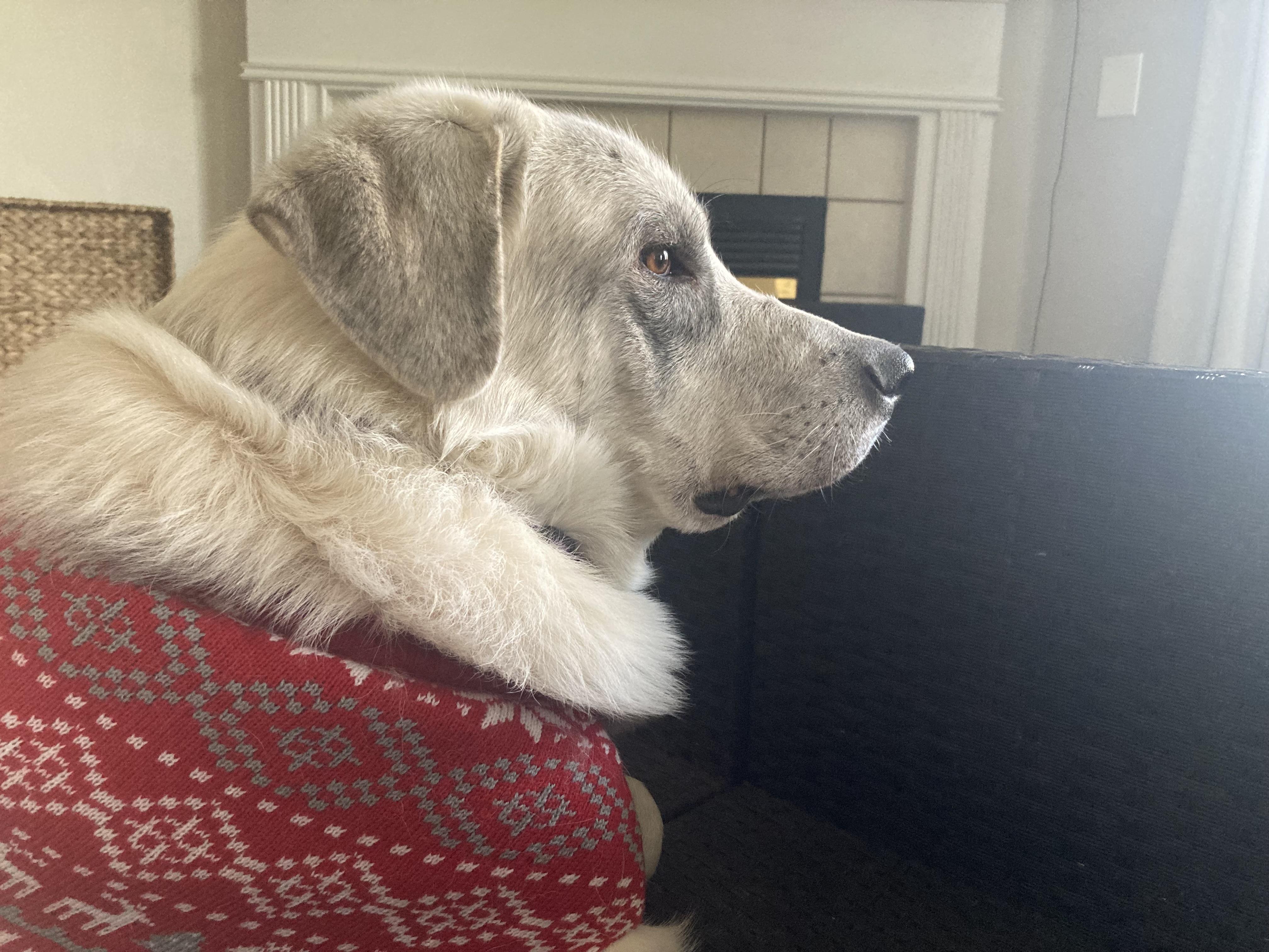 Leo - Maremma Mix - Foster Needed - Juvenile - Cuddler & Snuggler, a Adoptable mixed breed in Indianapolis, IN image 6/6